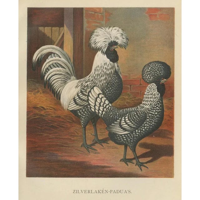The Regal Silver Polish Chicken, 1888, Lithograph For Sale - Image 4 of 10