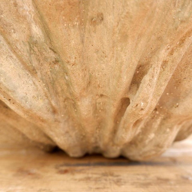 Antique Concrete Shell Bird Bath For Sale - Image 10 of 14