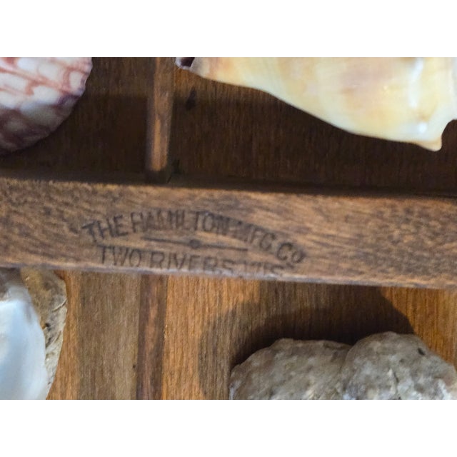 Antique Hamilton Letterpress Printer Tray Drawer With Natural Specimen Shells For Sale - Image 15 of 18