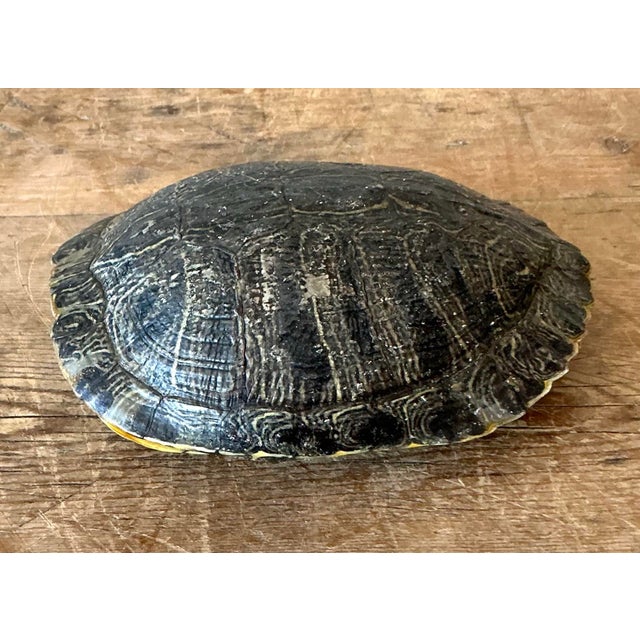 Vintage Boho Turtle Shell For Sale - Image 12 of 12