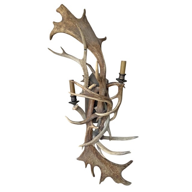 Rustic European Pair of Fallow Deer Antler Sconces For Sale - Image 3 of 13