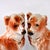 Staffordshire Large 19th-Century English Staffordshire Standing Collie Dogs With Glass Eyes - A Pair For Sale - Image 4 of 14