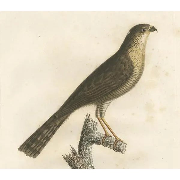 Louis Jean Pierre Vieillot, Sharp-Shinned Hawk Illustration, LEpervier rayé, Handcolored Print For Sale - Image 4 of 6
