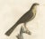 Louis Jean Pierre Vieillot, Sharp-Shinned Hawk Illustration, LEpervier rayé, Handcolored Print For Sale - Image 4 of 6