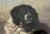 English Vintage 1990's Sir Edwin Landseer Dog Engraving Reproduction, Large Burlwood Frame For Sale - Image 3 of 10