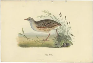 Antique Bird Print of the Land-Rail attributed to Gould, 1832