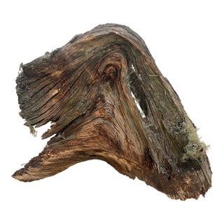 Organic Modern Arched Sculpture - 1854 Pikes Peak Big Burn Wood For Sale