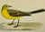 Illustration Antique Bird Print From England Showcasing a Vibrant Yellow Wagtail - Circa 1880 For Sale - Image 3 of 10