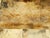 Wood Italian Coffee Table Made of 19th Century Bleached Oak Base and Later Vellum Top For Sale - Image 7 of 12