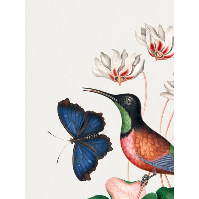 Illustration Crimson Topaz Hummingbird With Cyclamen, Vintage Art Print Reproduction, 18″ × 24″ For Sale - Image 3 of 7