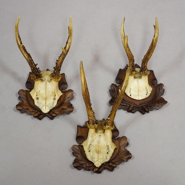 Early 20th Century Set of Six Antique Roe Deer Trophies, Germany Ca. 1890s / 1900s For Sale - Image 5 of 10