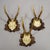 Early 20th Century Set of Six Antique Roe Deer Trophies, Germany Ca. 1890s / 1900s For Sale - Image 5 of 10