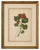 A.L., Two Stems with Red Flowers, 1819, Watercolor For Sale - Image 11 of 11