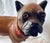 Ceramic A 19th Century Terra Cotta English Pugdog For Sale - Image 7 of 10