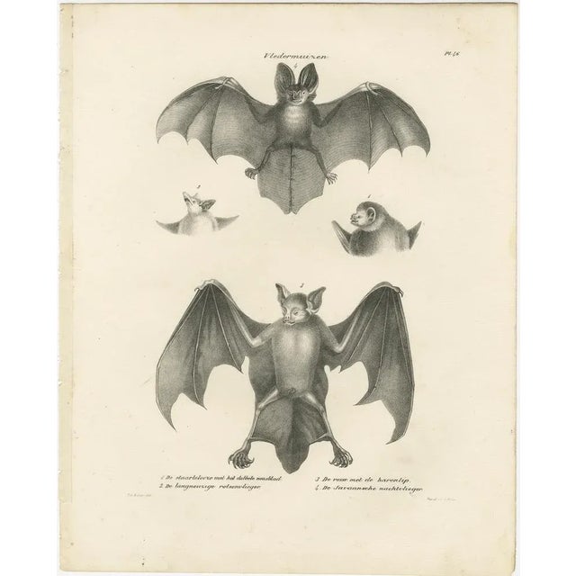 Here is a detailed of the two bat lithographs: One print presents four different species of bats, meticulously rendered...