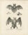 Here is a detailed of the two bat lithographs: One print presents four different species of bats, meticulously rendered...