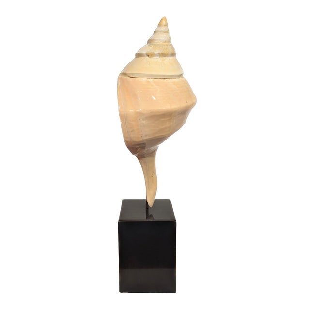 Syrinx Aruanus Australian Trumpet Conch Shell on Stand For Sale - Image 4 of 6