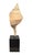 Syrinx Aruanus Australian Trumpet Conch Shell on Stand For Sale - Image 4 of 6