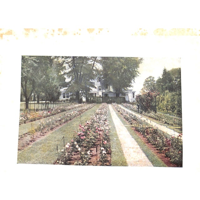 "The Practical Book of Outdoor Rose Growing" 1915 Thomas, George C. Jr For Sale - Image 9 of 10