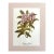 Vintage Mary Vaux Walcott Print in 11x14 Mat, Ready to Frame: Mountain Laurel For Sale