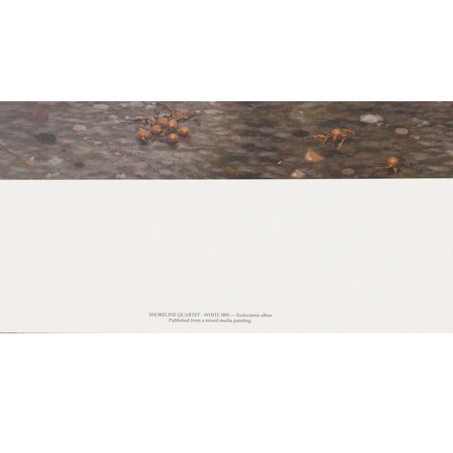 Paper Carl Brenders "Shoreline Quartet - White Ibis" Signed Limited Edition Print, 1990 For Sale - Image 7 of 11