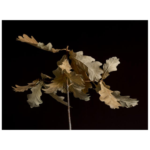 Guy Sargent, Oak Leaves, Archival Pigment Print For Sale - Image 6 of 6