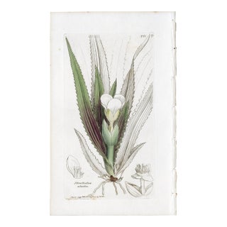 Antique Hand-Colored Botanical Print by the Sowerby Family — English Botany Series (C. 19th Century) D For Sale
