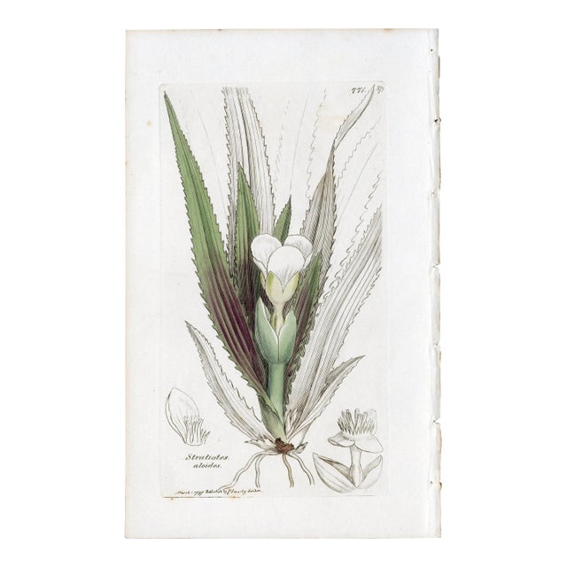 Antique Hand-Colored Botanical Print by the Sowerby Family — English Botany Series (C. 19th Century) D For Sale