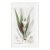 Antique Hand-Colored Botanical Print by the Sowerby Family — English Botany Series (C. 19th Century) D For Sale