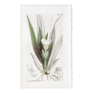 Antique Hand-Colored Botanical Print by the Sowerby Family — English Botany Series (C. 19th Century) D