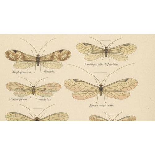 Cream Richard Tümpel, Antique Entomology, 1908, Lithograph, Set of 2 For Sale - Image 8 of 11