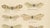 Cream Richard Tümpel, Antique Entomology, 1908, Lithograph, Set of 2 For Sale - Image 8 of 11