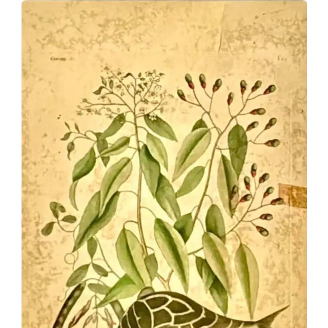 18th Century Framed "Globe Fish" by Mark Catesby For Sale - Image 4 of 8