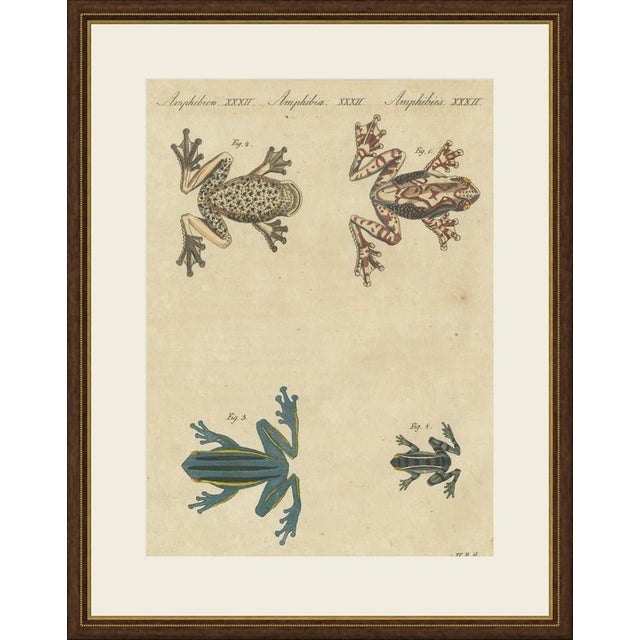 This antique frog print shows four frogs seen from above, including a marbled pink tree frog and a blue frog with dark...