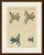 This antique frog print shows four frogs seen from above, including a marbled pink tree frog and a blue frog with dark...