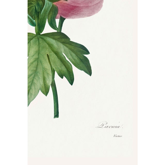 Not Yet Made - Made To Order Peony by Pierre-Joseph Redouté, Vintage Botanical Art Print, 16" X 24" For Sale - Image 5 of 11