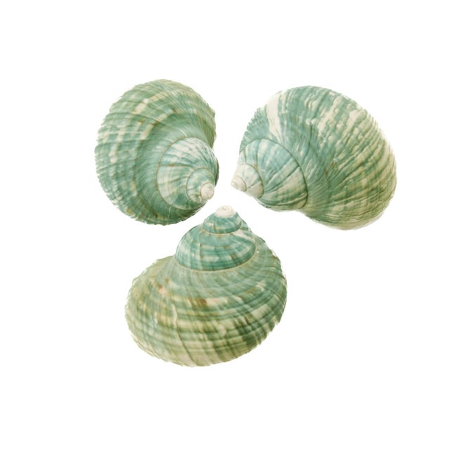 Set of three nautical aqua green natural turbo beach sea shell with striations of teal, turquoise and ivory. Natural...