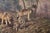 Realism Alan M. Hunt "A Family Affair" Limited Edition Wolf Print, 1991 For Sale - Image 3 of 8