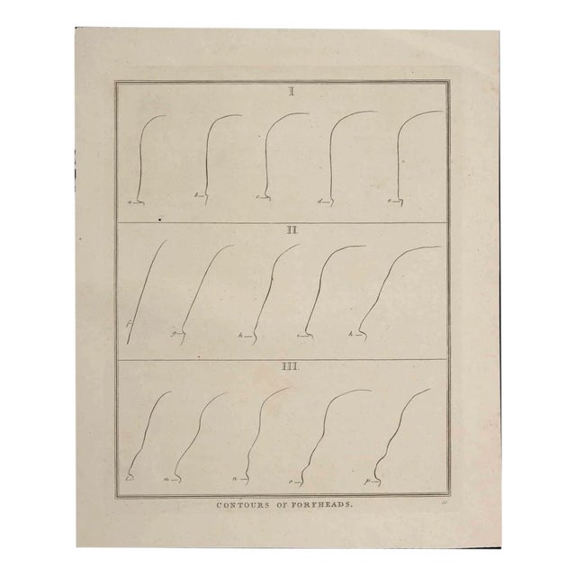 Thomas Holloway - Contours of Foreheads - Original Etching by Thomas Holloway - 1810 For Sale