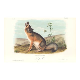 1851 Audubon Quadruped Octavo Lithograph "Plate 52 Swift Fox" For Sale