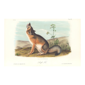 1851 Audubon Quadruped Octavo Lithograph "Plate 52 Swift Fox"