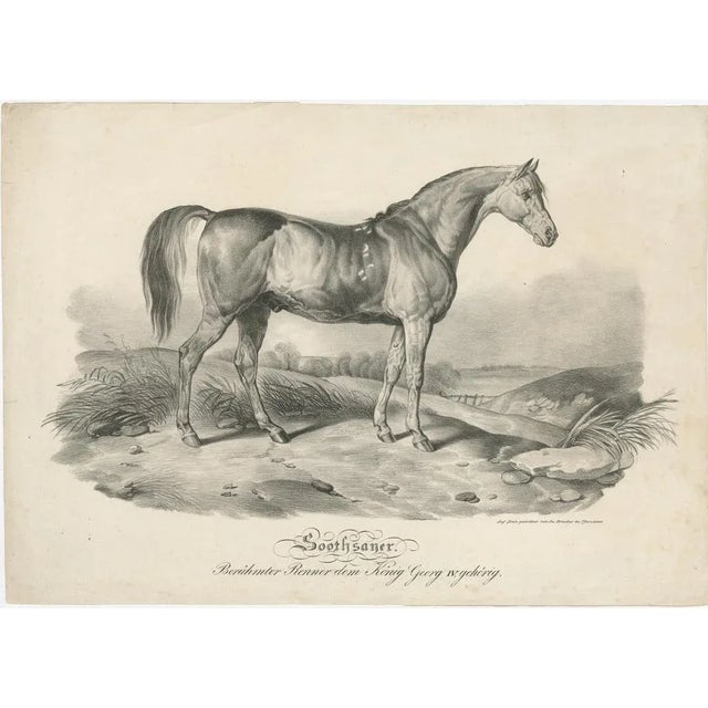 Antique print titled 'Soothsayer. Famous racehorse belonging to King George IV.'. Original lithograph of racehorse...