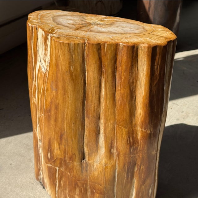 Oval Side Table in Petrified Wood, 1980s For Sale - Image 14 of 18