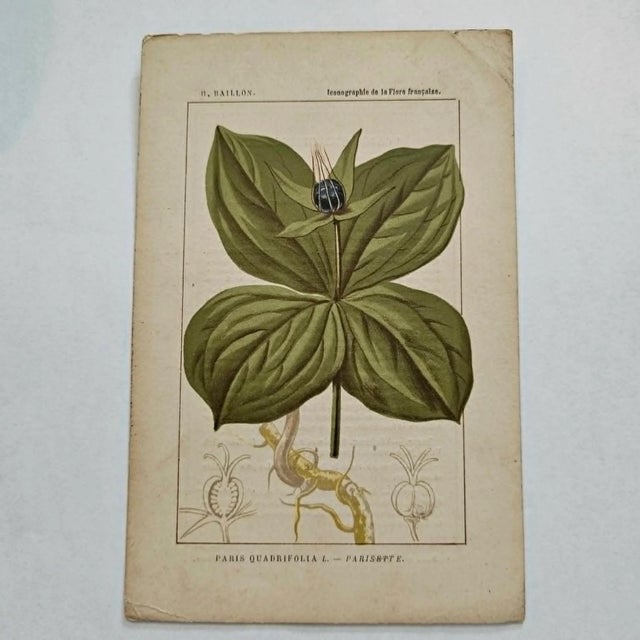 Original 19th-century French botanical lithograph by renowned botanist **Henri Ernest Baillon**, published in Paris...