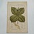 Original 19th-century French botanical lithograph by renowned botanist **Henri Ernest Baillon**, published in Paris...