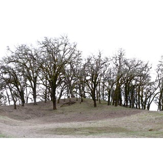 Gaétan Caron "Mountain Pose, Tadasana", Mendocino, California 2014 For Sale