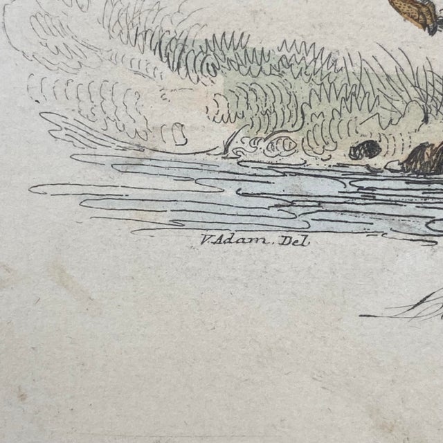 Tan French Antique 18th Century "La Genette" Animal Engraving Hand Colored Signed Artwork For Sale - Image 8 of 12