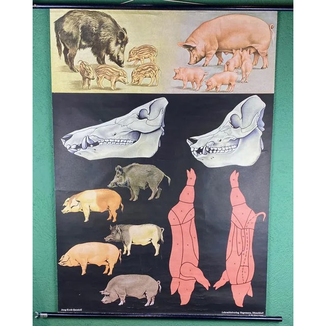 Jabali and Pork Poster, 1968 For Sale - Image 9 of 12
