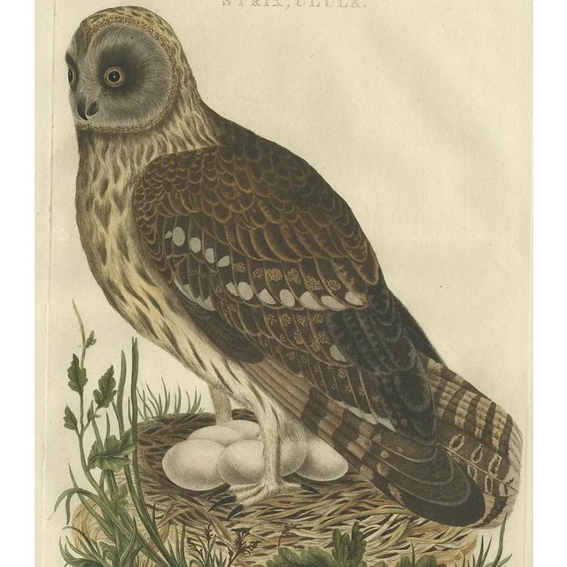 Strix Owl by Sepp & Nozeman, 1770, Paper For Sale - Image 4 of 5