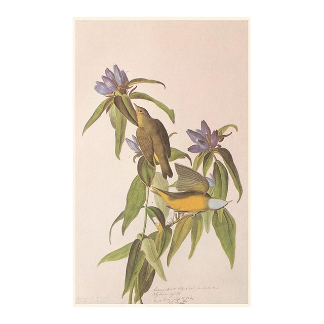 1966 Vintage Farmhouse Cottage Print "Connecticut Warbler" After John James Audubon For Sale